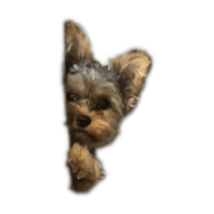 かりんと愉快な仲間たち。