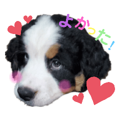 Rくん（バーニーズ・オッドアイ）2カ月