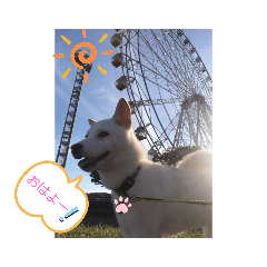 白柴・凛　スタンプその１