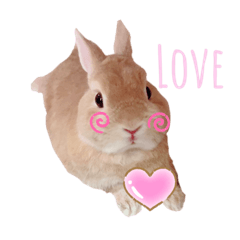 うさぎとはむすたー