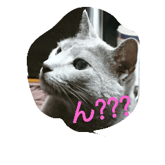 看板ねこと言葉のコラボレーション