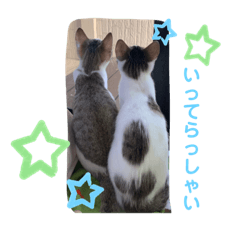 うちのキジトラ姉妹