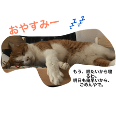 我が家のコタロー