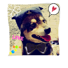 黒柴 てっちゃん