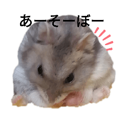 チョコラとこむぎ