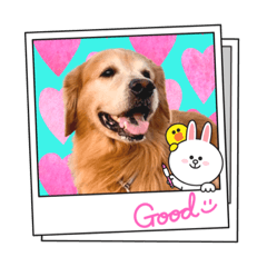 HARUとブラウン達