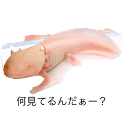 ウーパーと日常