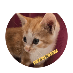 ボン癒されスタンプ癒されるよ