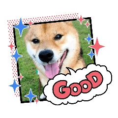 豆柴らんまる日和