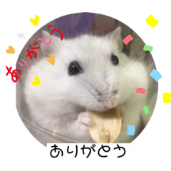 ハムちゃんず日常スタンプ＊ハムスター