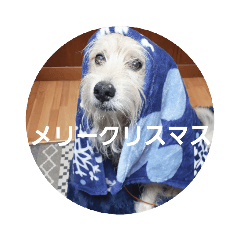 まめたクリスマス年末年始ごあいさつ