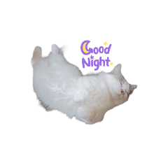 我が家の愉快なネコ