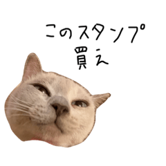 治に居て乱を忘れた猫　参