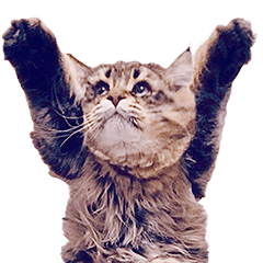 サイベリアンのヤマネコ3