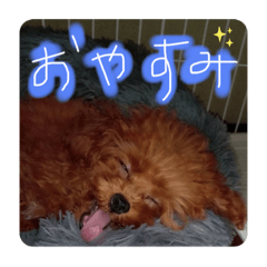 ティーカッププードル【もふ】１