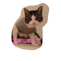 マシュー&キュッピー