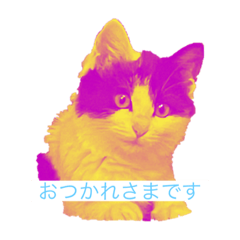 ベンガルと雑種