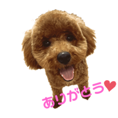 ちゃちゃまるーーーー