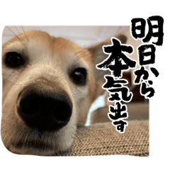 こいけけのひとびと。