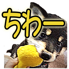 主張弱めの黒柴の日々２