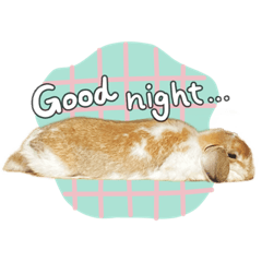 うさぎのポトフ2