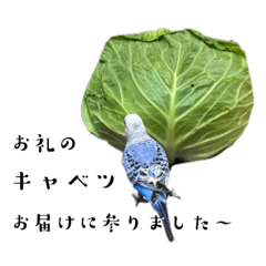 セキセイインコむぎちゃんの日常