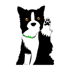 ボーダーコリーのふくさん