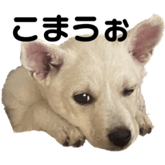 拾われ犬と田舎娘のスタンプ♡