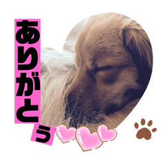 愛犬テツとの日常　その4