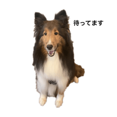 シェルティーらぶらぶ