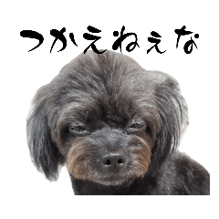 やさぐれラプゥ