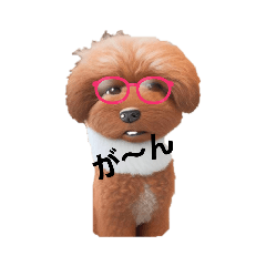 トイプーひなの部屋