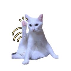 自由すぎる白猫みーちゃん