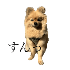 髙尾家のコロ助