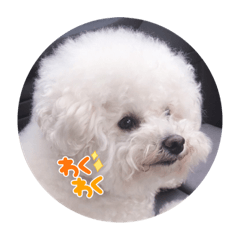 bichon frize ノア
