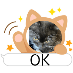 うちのルルロロ