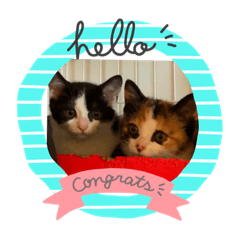 姉妹猫ベルリリ。