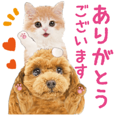 かわいい犬＆猫❤️飛び出す❤️プーにゃん