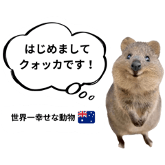 世界一幸せな動物クォッカの日常　Vol.1