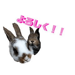 可愛い我が家の3うさぎ