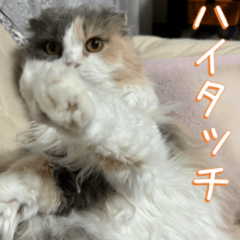 甘えん坊猫【スコティッシュフォールド】