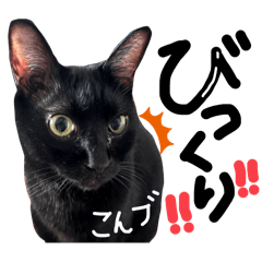 7キロの愛猫こんぶ⑤