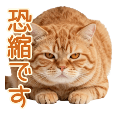 もちもち茶トラの大人敬語♪