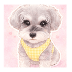 ミニシュナのハチコ