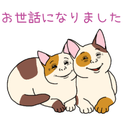 [お世話になりました専用]人面三毛猫