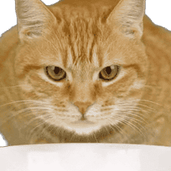 うごく茶トラ猫