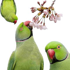 BIG! ワカケホンセイインコ　実写