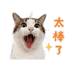 meow meow  cute cat