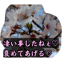 桜の画像スタンプ17