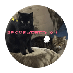 うちのネコちゃんズ